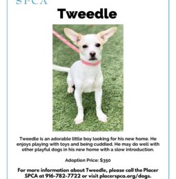 Pet Of The Week – Tweedle