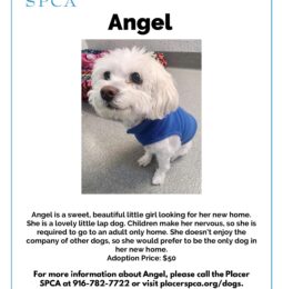 Pet Of The Week – Angel