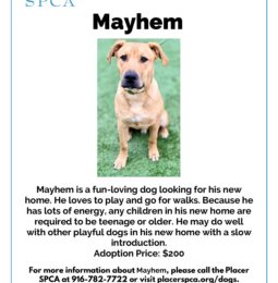 Pet Of The Week – Mayhem