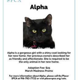 Pet Of The Week – Alpha