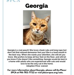 Pet Of The Week – Georgia